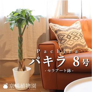 ユッカ　グロリオサ　バリエガータ　幹太❗　8号鉢つき　2株セット❗ 園芸ネット本店｜ユッカ：グロリオサ バリエガータ（斑入り） 8号