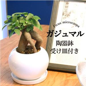 ユッカ　グロリオサ　バリエガータ　8号鉢つき　幹立ち❗　い 現品】ユッカ・グロリオサ・バリエガータ 8号 白鉢（1） : 花の
