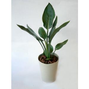 現品】アガベ・アテナータ 8号 黒鉢（3） : 花のアリマツ Yahoo!店