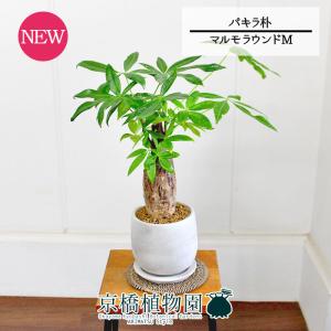 現品】ボンバックス 8号 黒鉢（1） : 花のアリマツ Yahoo!店 - 通販