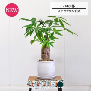 現品】ドラセナ・カンボジアーナ 8号 白鉢（1） : 花のアリマツ Yahoo