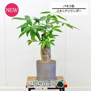 現品】パンダガジュマル/フィカス・パンダ 10号 白鉢（4） : 花の
