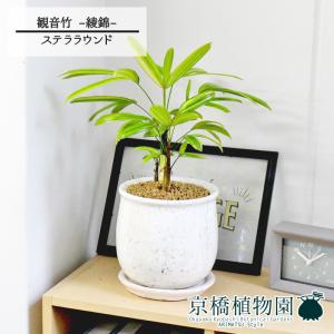 現品】サボテン エキノプシス・ハイブリッド 15号（1） : 花のアリマツ