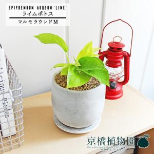 フィカス・ウンベラータ 曲がり 7号【カンサラ鉢カバー付き/ブラック