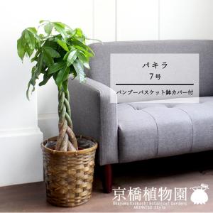 現品】アガベ・アテナータ 8号 茶鉢（3） : 花のアリマツ Yahoo!店