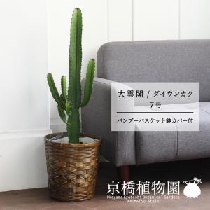現品】パンダガジュマル/フィカス・パンダ 10号 白鉢（4） : 花の