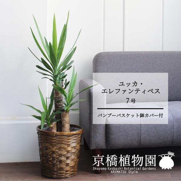 ユッカ・エレファンティペス（青年の木）　7号【バンブーバスケット鉢カバー】【受け皿付き】