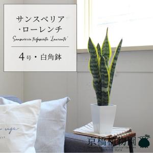 【現品】ユッカ・グロリオサ・バリエガータ　8号　白鉢　（3） 楽天市場】【マラソンクーポン有！】ユッカ・グロリオサ・バリエガータ