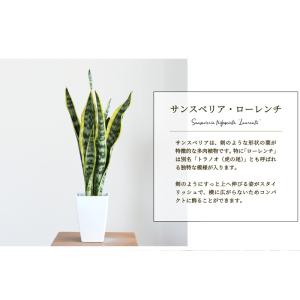 サンスベリア・ローレンチ 4号 スクエア鉢の詳細画像2