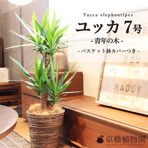 【選べるカラー】ユッカ・エレファンティペス（7号）【バスケット鉢カバー付き】