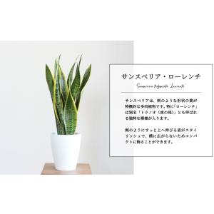 サンスベリア・ローレンチ 6号 白鉢の詳細画像2