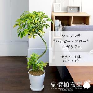 現品】シェフレラ・アンガスティフォリア 曲がり 7号 茶鉢（2） : 花の