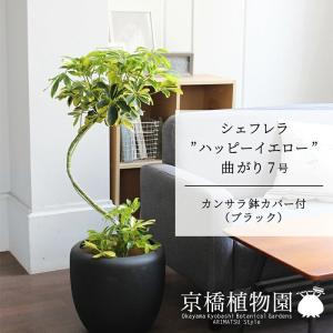 現品】観音竹（カンノンチク） 8号 紺鉢（B） : 花のアリマツ Yahoo!店