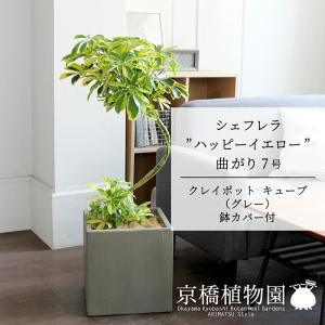 シェフレラ 'ハッピーイエロー' 曲がり7号【黄斑入り】【ホンコン