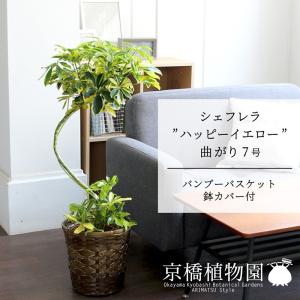 ディフェンバキア ティキ 7号 希少 レア プラ鉢入り : 久山植木ヤフー