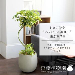 【現品】シェフレラ・アンガスティフォリア　曲がり　7号　茶鉢（2） 現品】シェフレラ・アンガスティフォリア 曲がり 7号 茶鉢（2） : 花の
