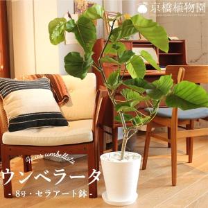 フィカス ウンベラータ ゴムの木 10号 法人・お店宛送料無料 観葉植物