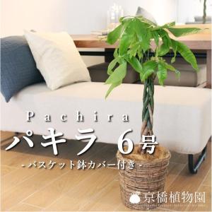 現品】ユッカ・ロストラータ 10号 茶鉢（2） : 花のアリマツ Yahoo!店