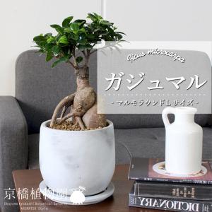 現品】パンダガジュマル/フィカス・パンダ 10号 白鉢（4） : 花の