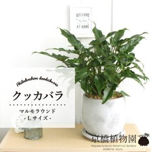 現品】ボンバックス 8号 黒鉢（1） : 花のアリマツ Yahoo!店 - 通販