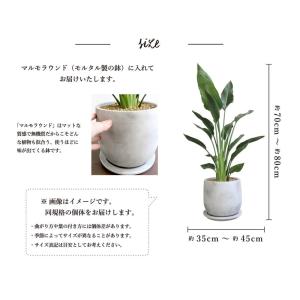 【マルモラウンドLサイズ】ストレチア・レギネ/...の詳細画像2