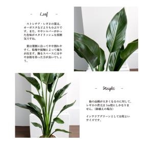 【マルモラウンドLサイズ】ストレチア・レギネ/...の詳細画像5