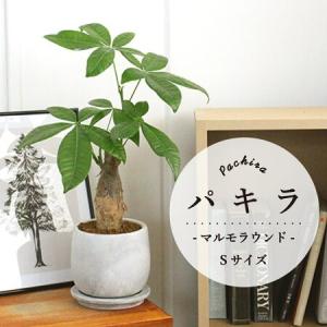 【マルモラウンドSサイズ】パキラ【受け皿付き】【おしゃれなモルタル製鉢】｜green-power