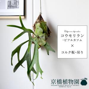 コウモリラン/ビカクシダ・ビフルカツム　コルク板付き 吊り