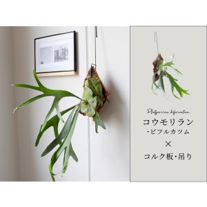コウモリラン/ビカクシダ・ビフルカツム コルク...の詳細画像1