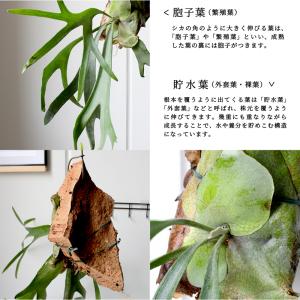 コウモリラン/ビカクシダ・ビフルカツム コルク...の詳細画像3