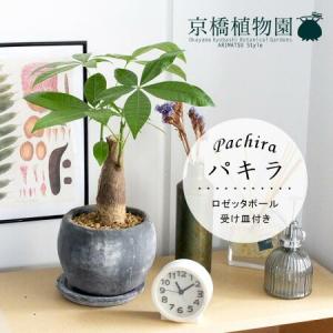 現品】ネムノキ/エバーフレッシュ 曲がり 7号 茶鉢（2） : 花の