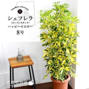 現品】アガベ・アオノリュウゼツラン 8号 白鉢（10） : 花のアリマツ