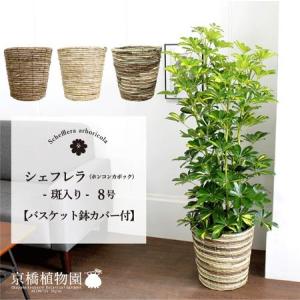 【現品】ファグラエア・ベルテロアナ　曲がり　7号　茶鉢　（2） 現品］【珍しい】3番 ファグラエア ベルテロアナ 7号 曲がり