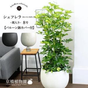 現品】チャメロプス・フミリス・ボルケーノ 7号 白プラスチック鉢（2