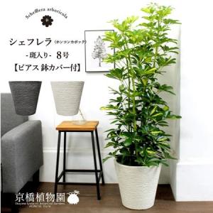 ユッカ・グロリオサ・バリエガータ 8号 : 花のアリマツ Yahoo!店