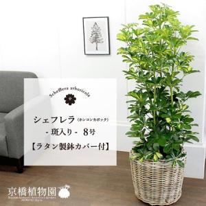 現品】ドラセナ・カンボジアーナ 8号 白鉢（1） : 花のアリマツ Yahoo