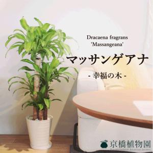 【幸福の木】マッサンゲアナ 8号【選べるカラー】...の商品画像