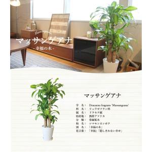 【幸福の木】マッサンゲアナ 8号【選べるカラー...の詳細画像1