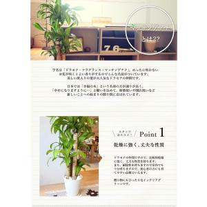 【幸福の木】マッサンゲアナ 8号【選べるカラー...の詳細画像2