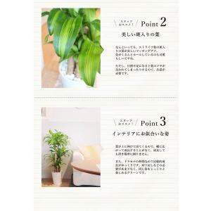 【幸福の木】マッサンゲアナ 8号【選べるカラー...の詳細画像3