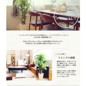 【幸福の木】マッサンゲアナ 8号【選べるカラー...の詳細画像4