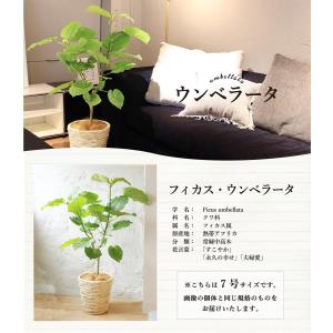 【ハートリーフ】ウンベラータ7号【選べるバスケ...の詳細画像1