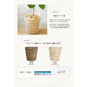 【ハートリーフ】ウンベラータ7号【選べるバスケ...の詳細画像3