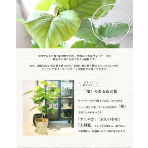 【ハートリーフ】ウンベラータ7号【選べるバスケ...の詳細画像4