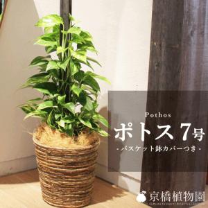 現品】ファグラエア・ベルテロアナ 曲がり 7号 茶鉢（1） : 花の