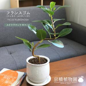 現品】ブーファン・ディスティカ（ディスティチャ） 8号 紺鉢（4