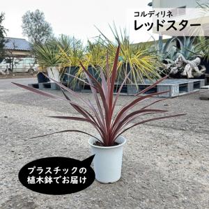 ユッカ • ロストラータ（樹高:約50cm、約48cm）2セットSep24 ユッカ • ロストラータ（樹高:約50cm、約48cm）2セットSep24