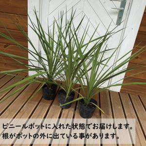 コルジリネ オーストラリス 5号ポット cs258の詳細画像1