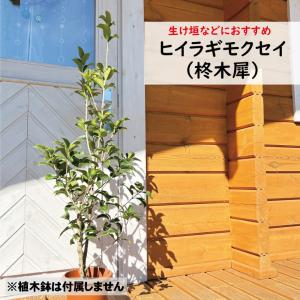 庭木：オニヒイラギ* ひいらぎ 佐川急便発送 柊 : 遊恵盆栽 Yahoo!店
