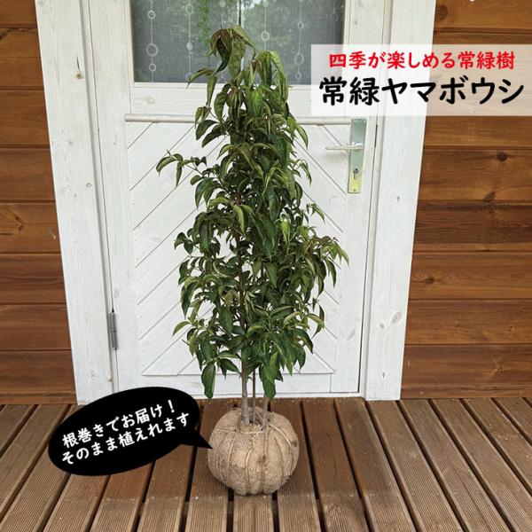 常緑　ヤマボウシ　樹高約１.2m前後　植木